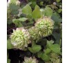 Клематис Мидори (Midori)